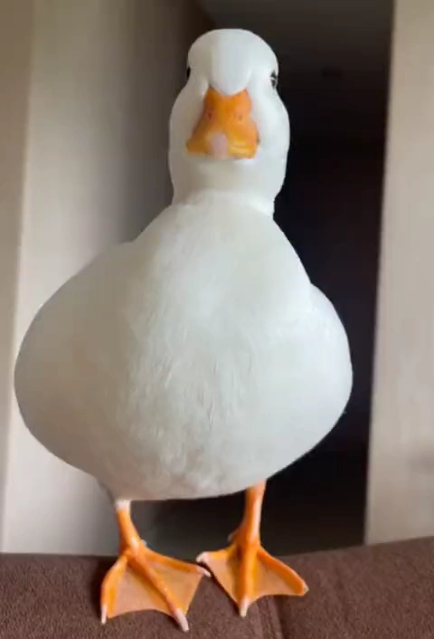 Balloon Flyaway